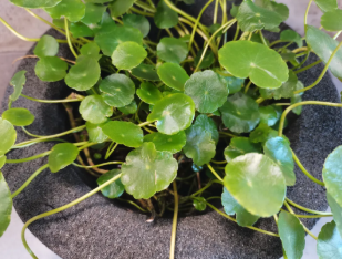 泡沫玻璃 | 建筑節能的革新者